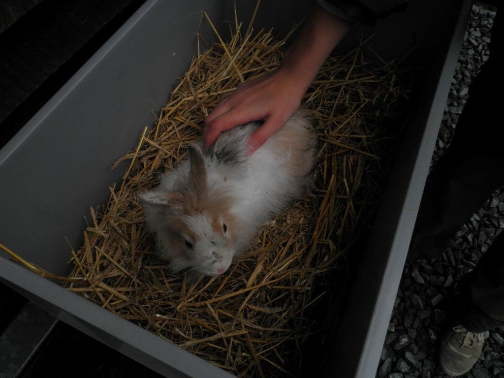 obrázek: Na plzeňských Slovanech poskakoval králík