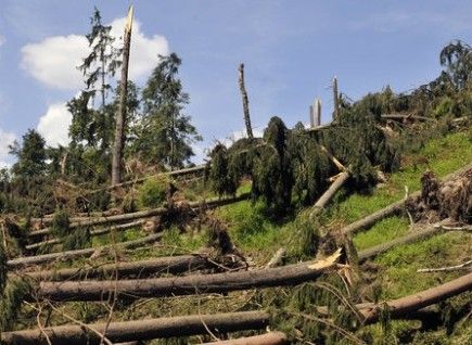 obrázek: Na území centrálního obvodu Plzně se bude kácet