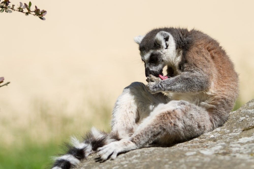 obrázek: O prázdninách navštíví plzeňskou zoo více než 2000 návštěvníků denně