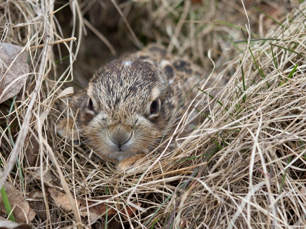 obrázek: Ochránci prosí: Nesnažte se zachraňovat mláďata zajíců 