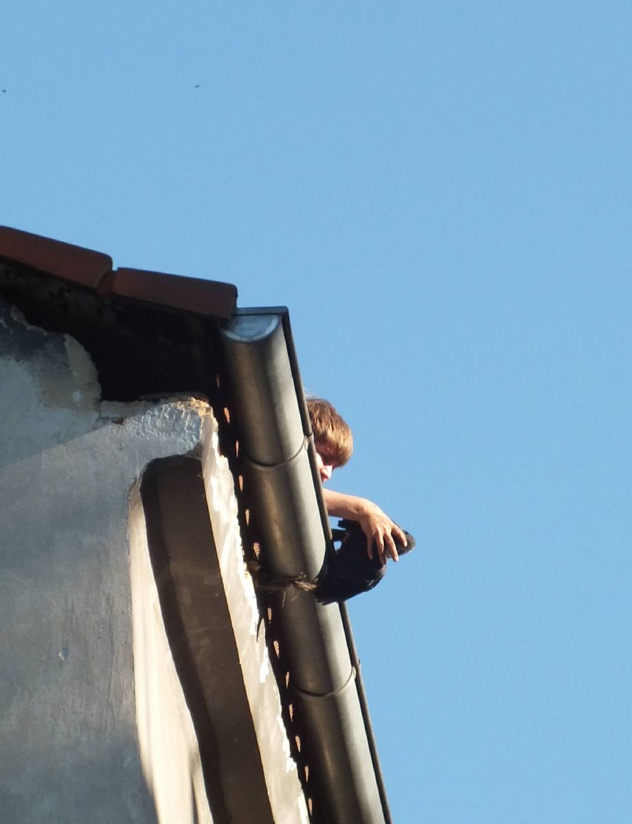 obrázek: Ochránci zachránili v Plzni kavku, která visela z okapu