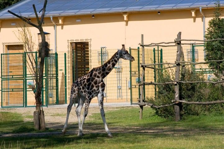 obrázek: Ploty pro ZOO Plzeň dodáva firma Ploty Kodl, s.r.o.