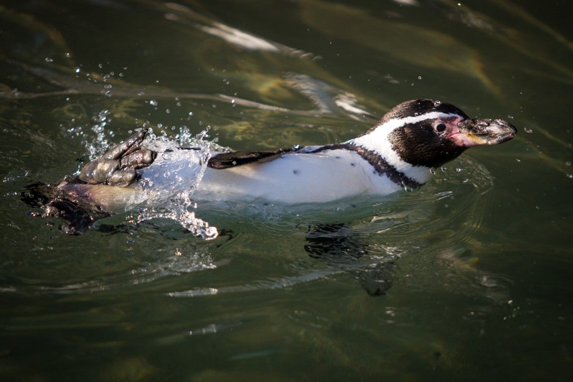 obrázek: Plzeňská ZOO dokončila rekonstrukci prostor pro tučňáky