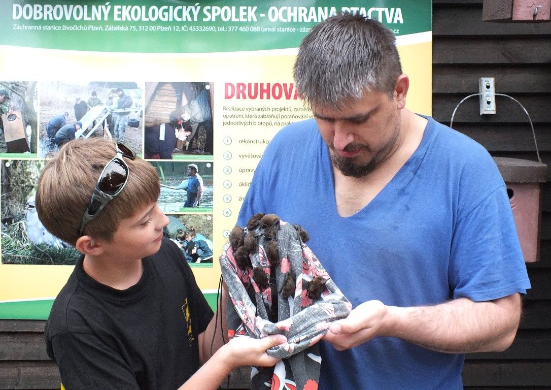 obrázek: Plzeňské byty opět atakují netopýři. Zavírejte okna!