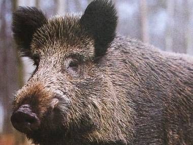 obrázek: Plzeňské Valše by se mělo ulevit od černé zvěře 