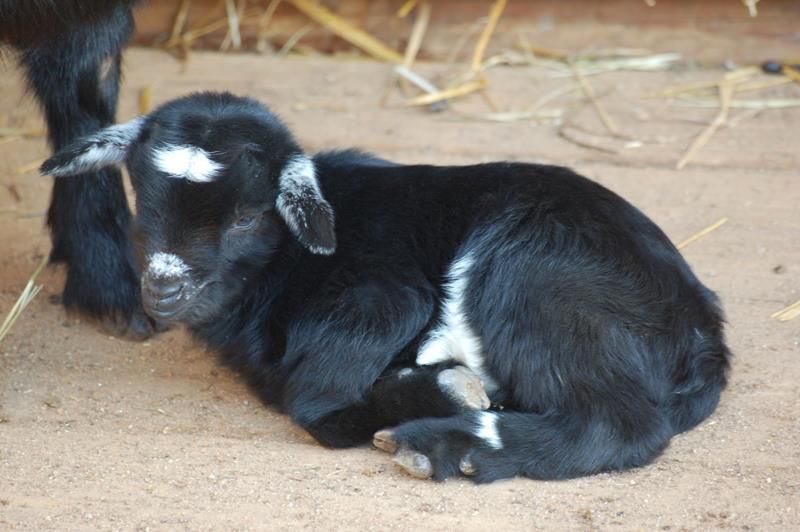 obrázek: První přírůstek ZOO Plzeň roku 2013