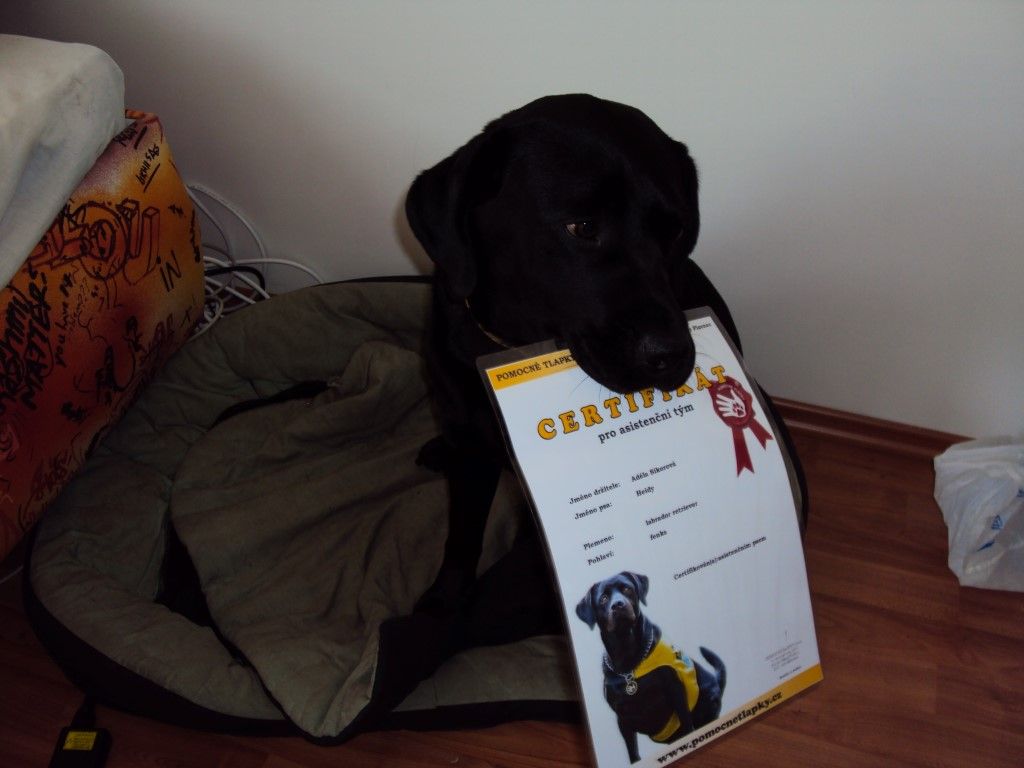 obrázek: Psí asistenti Pomocných tlapek v sobotu promují