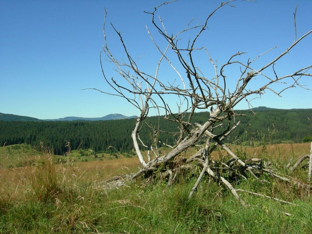 obrázek: Šumava nabízí pět nových oblastí pro výpravy do divočiny 