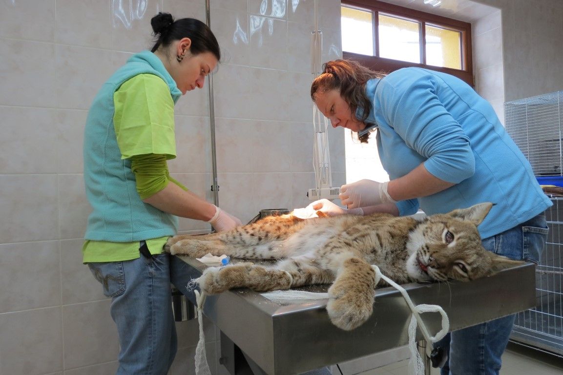 obrázek: Šumavský rys Copperfield se postupně uzdravuje a kouzlí 