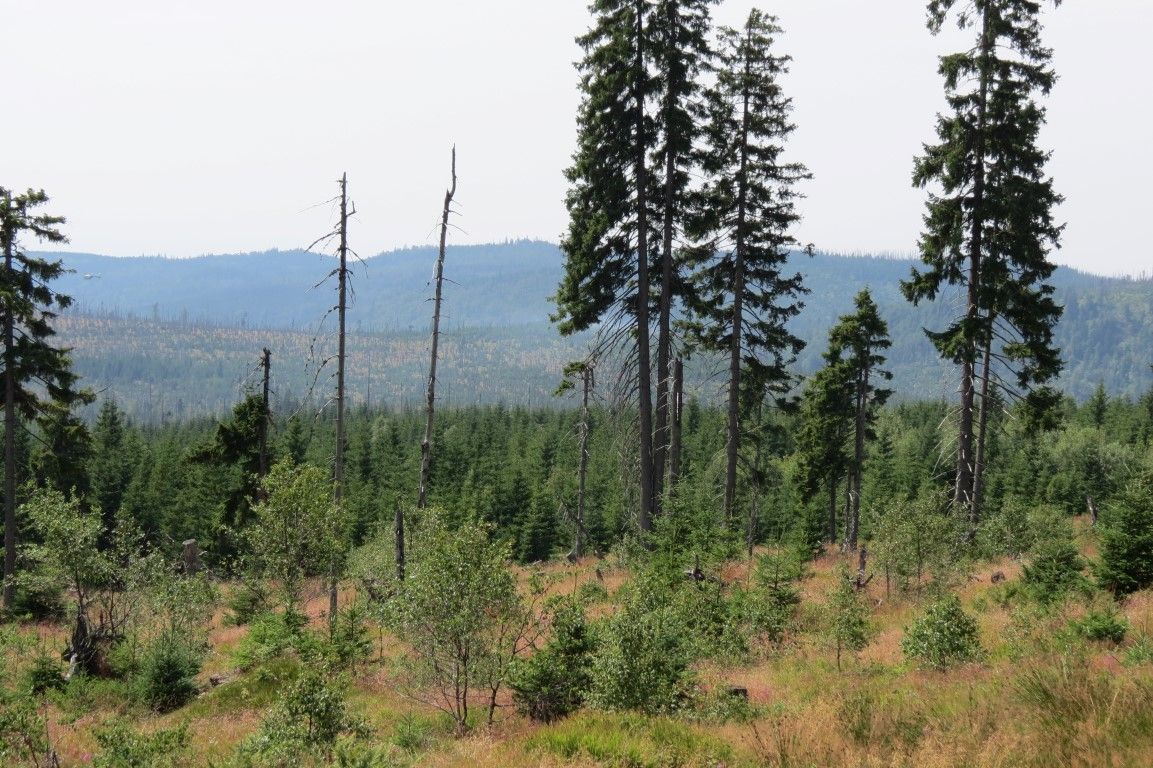 obrázek: Šumavu ve vedrech hlídají protipožární hlídky