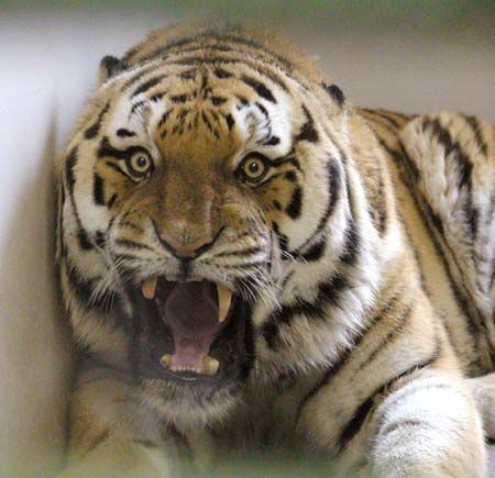 obrázek: Plzeňský centrální obvod připravuje zájezd pro děti do pražské ZOO