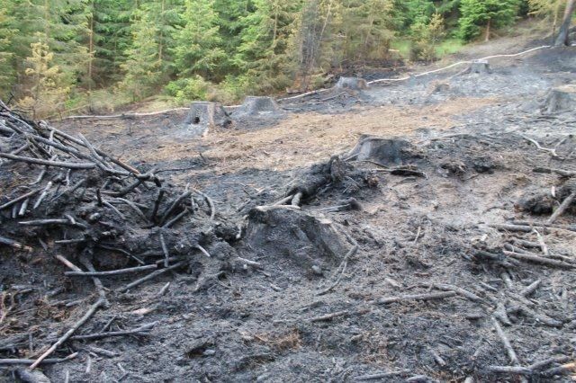 obrázek: U Broumova hořel les na ploše 3000 m2 
