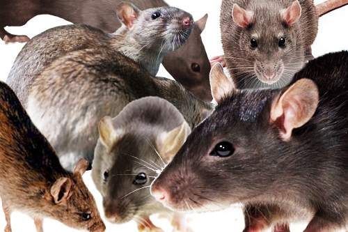 obrázek: V Nepomuku na Plzeňsku řádí krysy