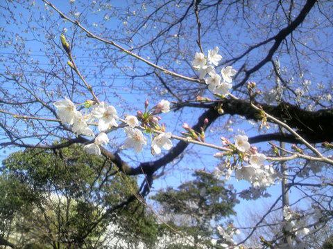 obrázek: V plzeňských Křimicích vysadí alej sakur 