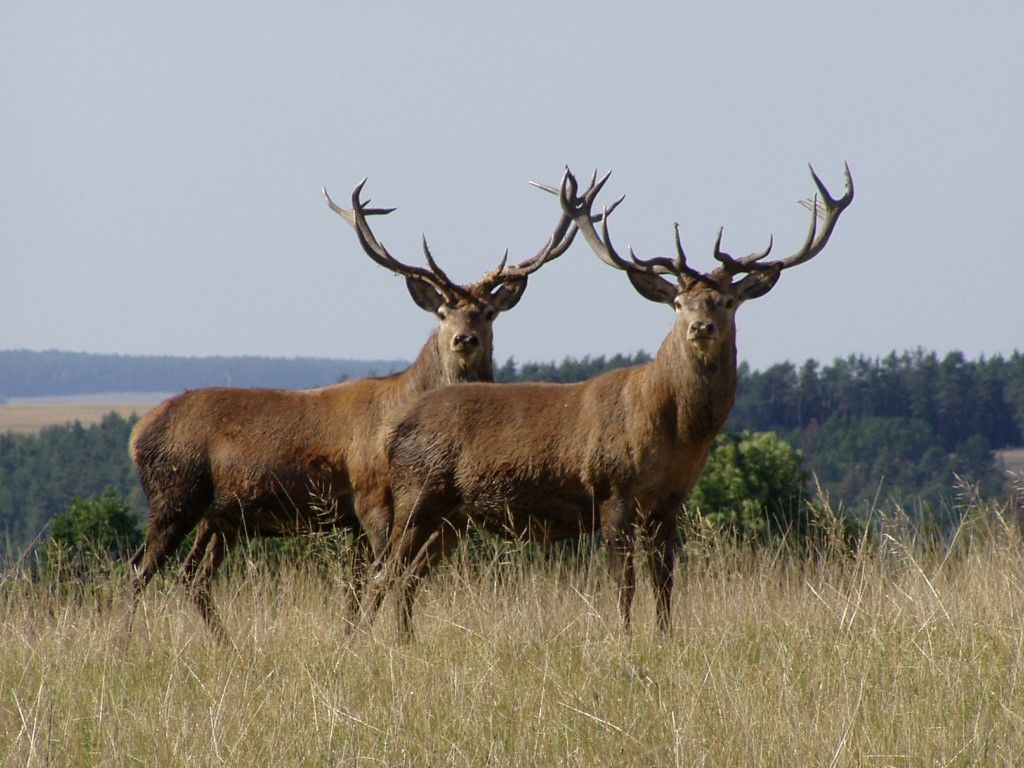 obrázek: V těchto dnech vrcholí v lesích jelení čas lásky - říje