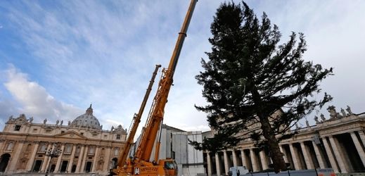 obrázek: Vatikán bude na Vánoce zdobit strom z Domažlicka