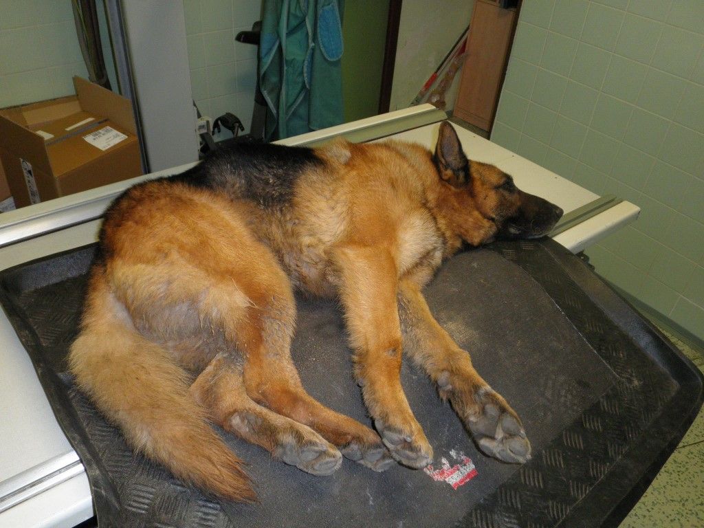 obrázek: Vlčáka u Křimic srazilo auto, veterinář ho už nezachránil