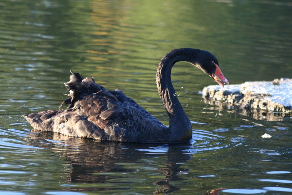 obrázek: Vzácnou labuť černou můžete vidět v Ejpovicích 