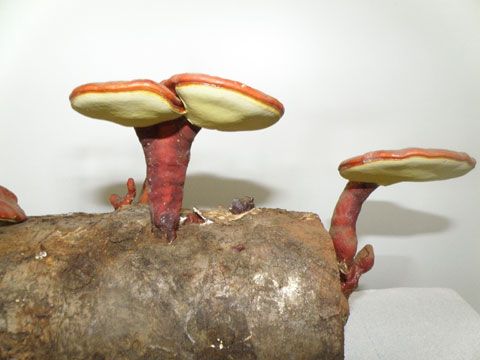 obrázek: Zázračná houba Reishi