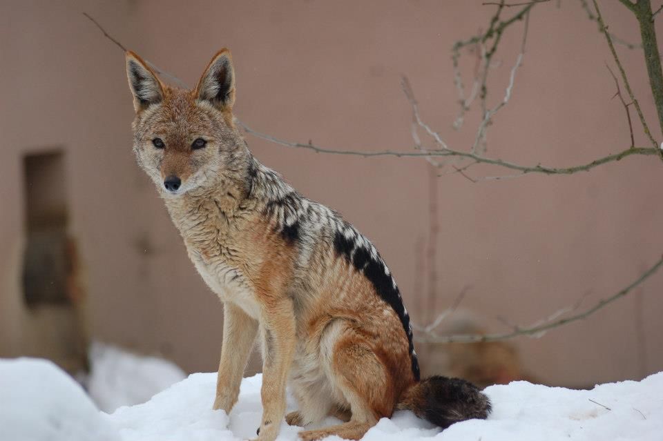 obrázek: ZOO A BZ PLZEŇ vyhlašují FOTOSOUTĚZ!