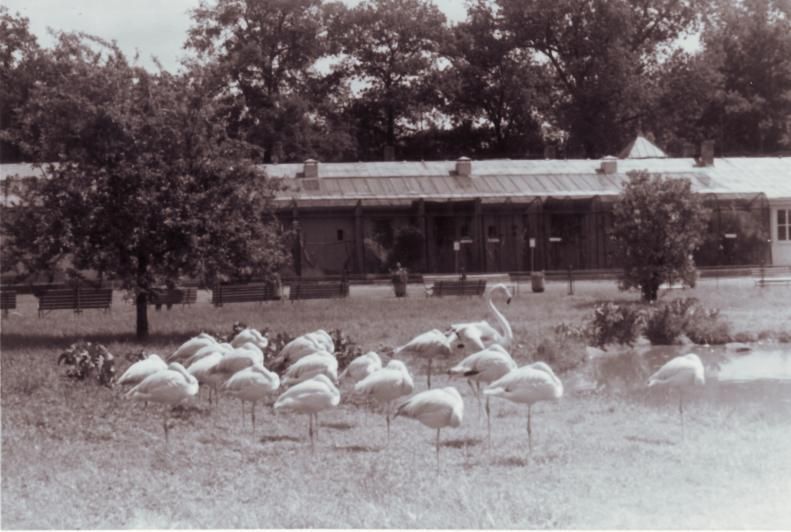 obrázek: ZOO Plzeň roku 1978
