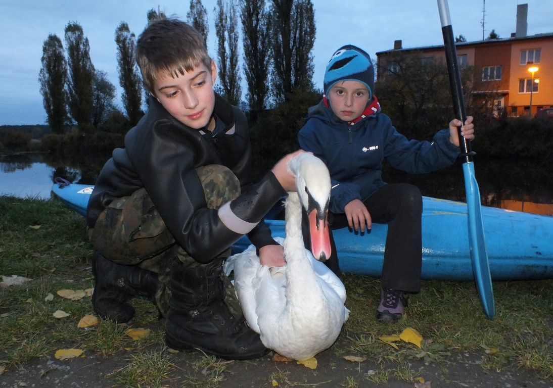 obrázek: Zraněná labuť z rybníku v Líních skončila u veterináře 