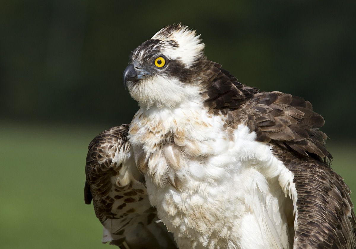 obrázek: Zraněný orlovec z Malonic poputuje z Plzně do Vlašimi