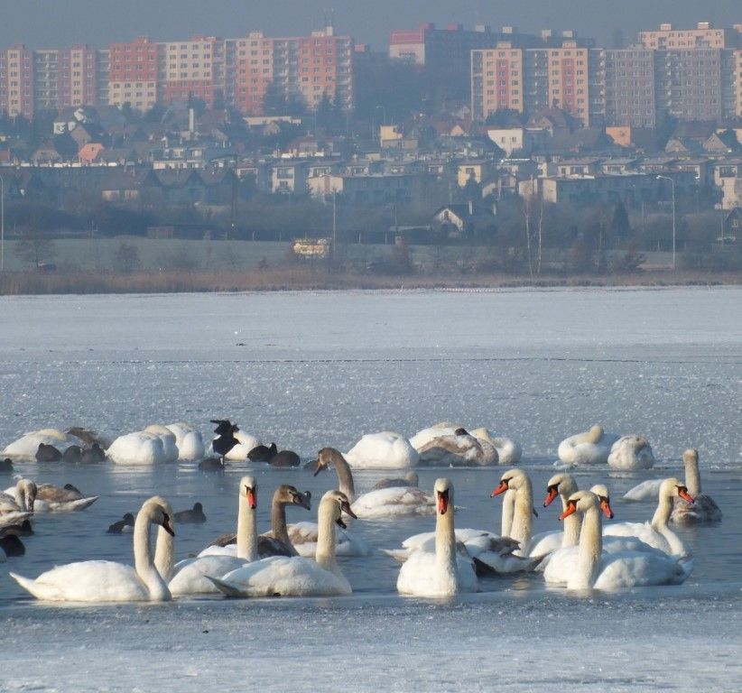 obrázek: Zvířecí záchranáři budou sčítat vodní ptáky