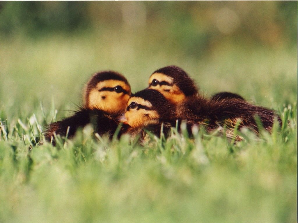 obrázek: 1. duben - to je mezinárodní den ptactva 