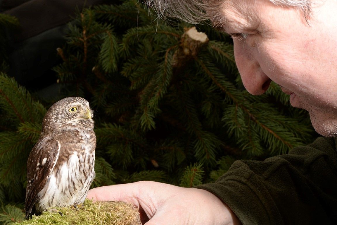 obrázek: Autem sražený kulíšek z Němčovic opět v přírodě 