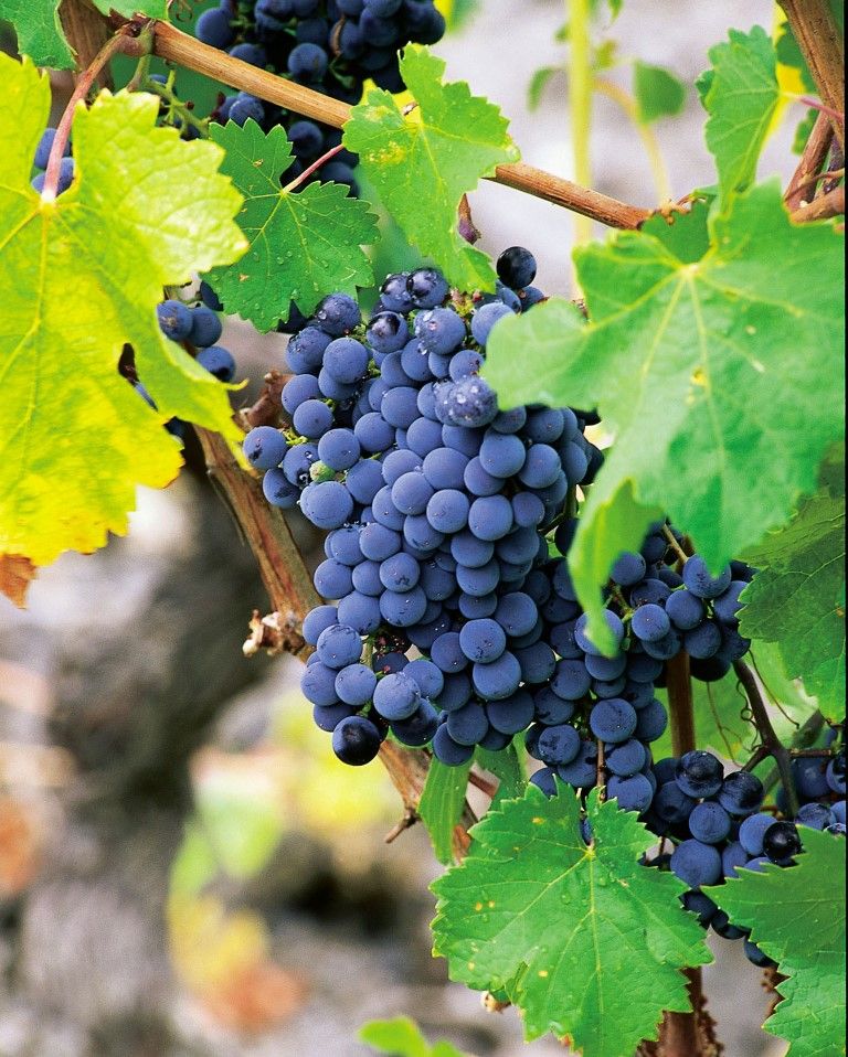 obrázek: Festival vína a destilátů konečně v Plzni