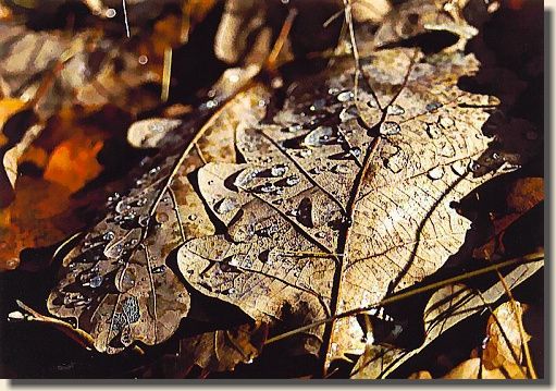 obrázek: Fotosoutěž Tady a teď nabízí fotografům výhru. I v Líních 