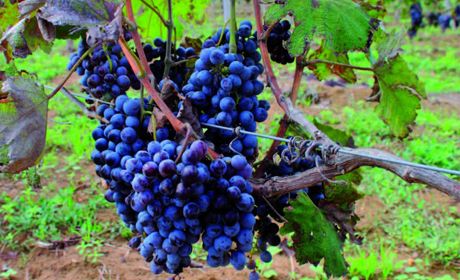 obrázek: Gruzínské víno značky Besini můžete ochutnat v Plzni!