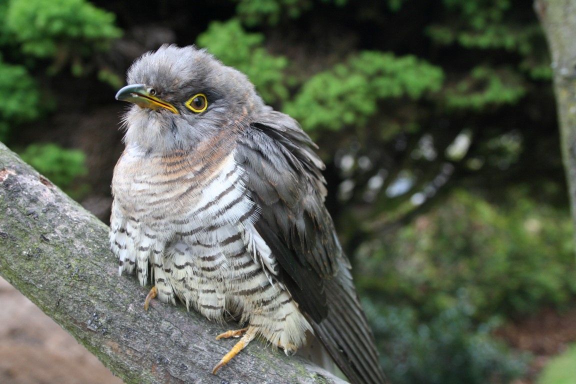 obrázek: Jaro je v plném proudu, na Rokycansko dorazily kukačky 