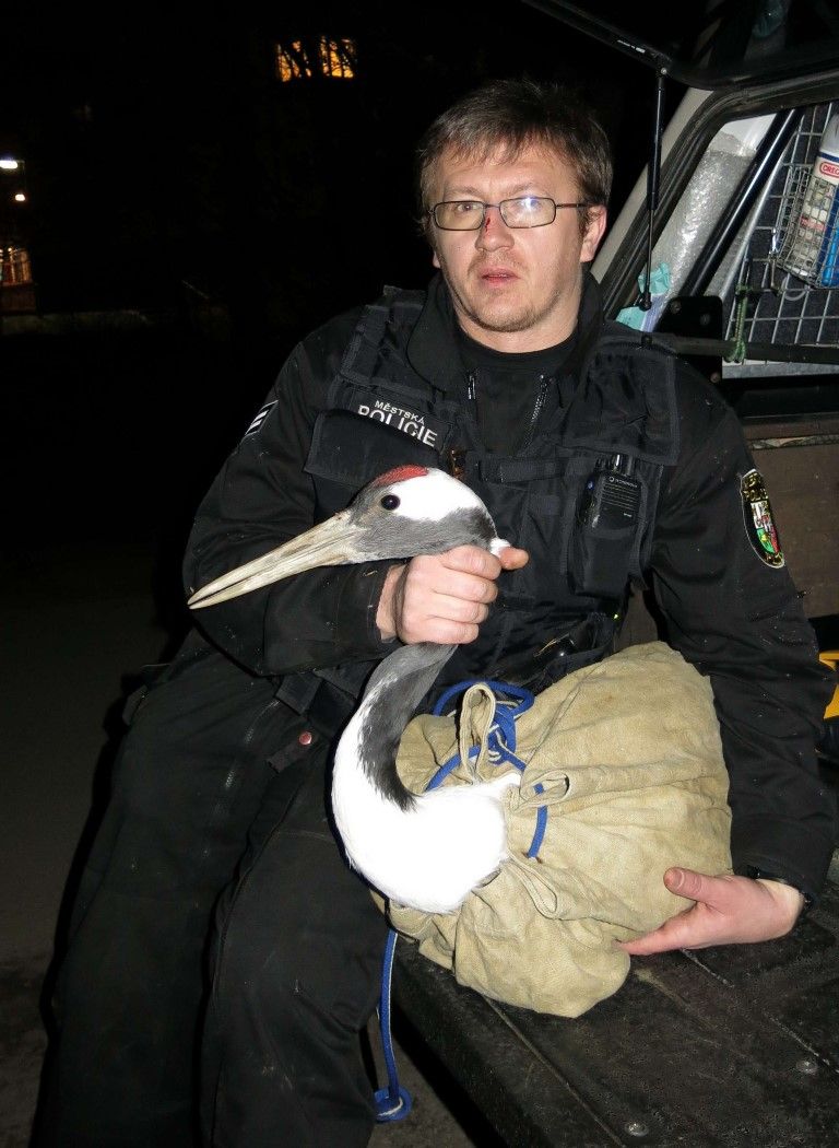 obrázek: Jeřáb mandžuský, který ulétl ze zoo, je zpátky ve výběhu