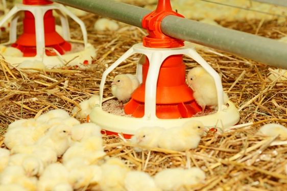 obrázek: Klatovské kuře je z českých farem