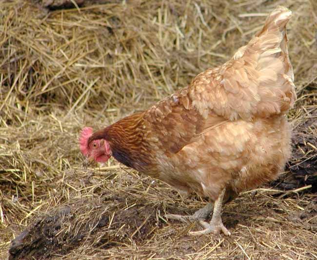 obrázek: V obchodech nejsou k mání bílá vajíčka