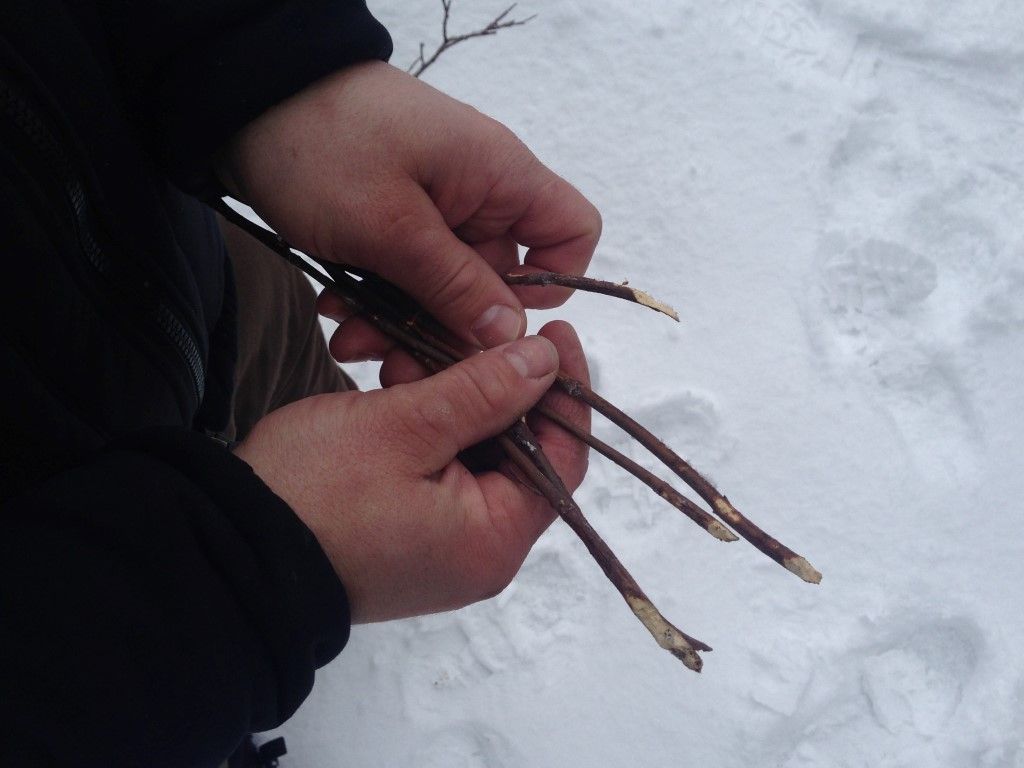 obrázek: Kvůli teplé zimě zintenzivnili šumavští lesníci kontroly 