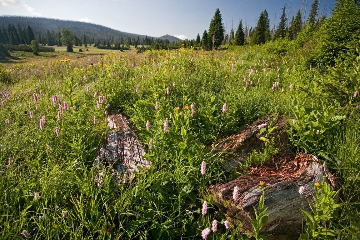 obrázek: Na Šumavě vybrali nejzajímavější fotky za minulý rok 