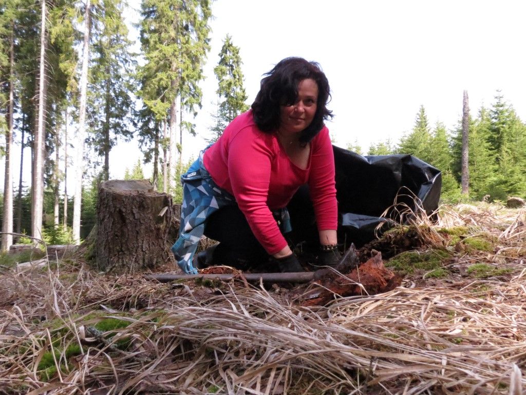 obrázek: Na Šumavě vysází stromky na více než sto hektarech 