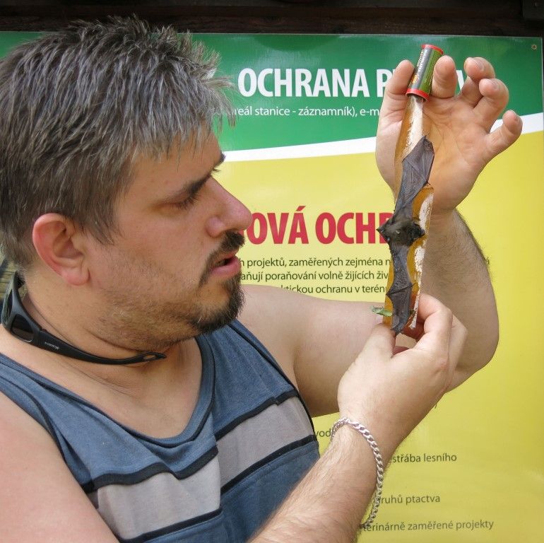 obrázek: Netopýr přilepení na mucholapku nepřežil