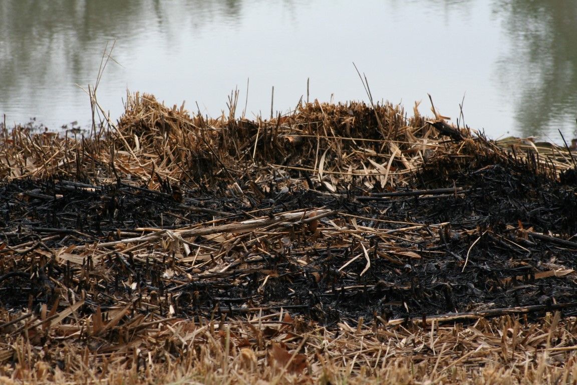 obrázek: Ochranáři apelují: Nepalte trávu, zabíjíte zajíčky i hmyz 