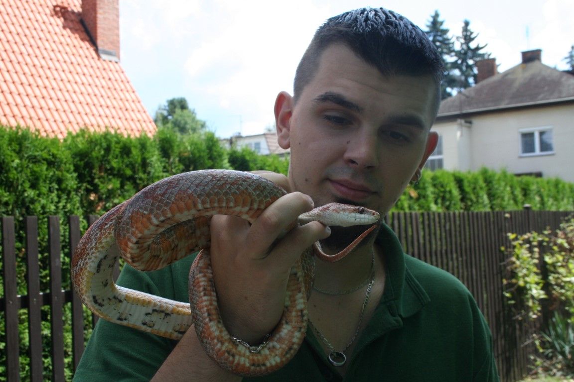 obrázek: Ochranáři z Rokycan hledají majitele zatoulané užovky
