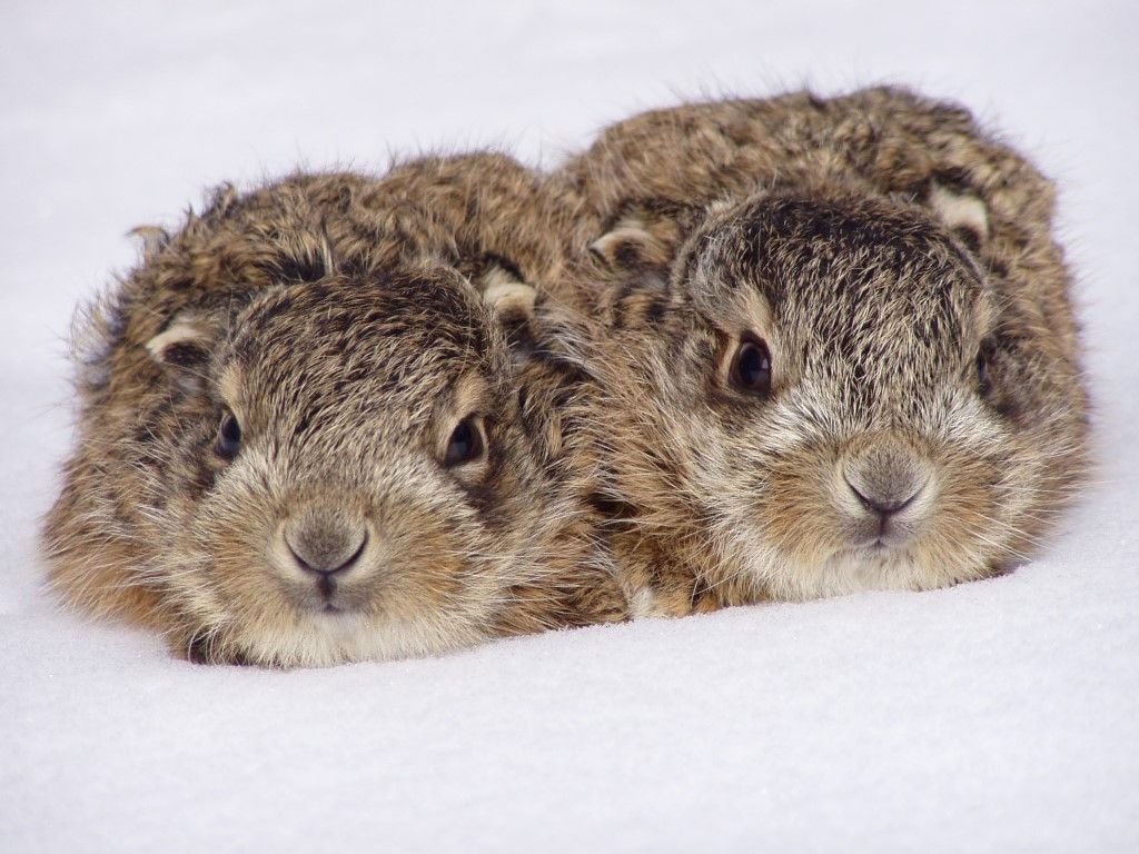 obrázek: Ochránci zvířat apelují: Neberte mláďata rodičům 
