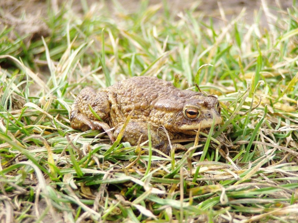 obrázek: Ochránci zvířat varují řidiče: Pozor - žáby na silnici! 