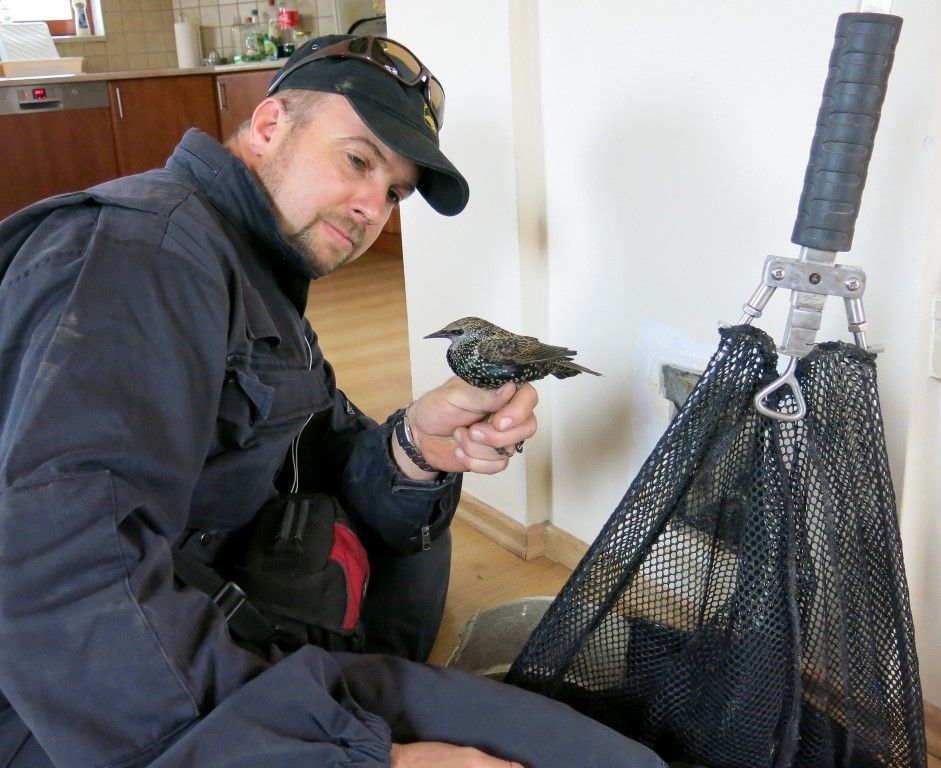 obrázek: Perné dny zvířecích záchranářů: Špaček v krbu i labuť na benzině