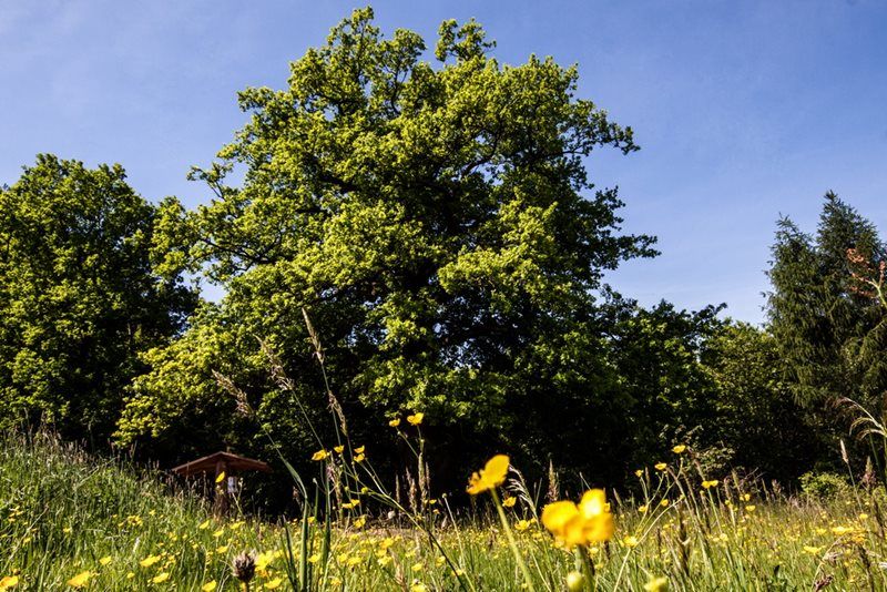 Pětice plzeňských projektů v oblasti životního prostředí získá podporu přes půl milionu, třeba buky v Liticích 