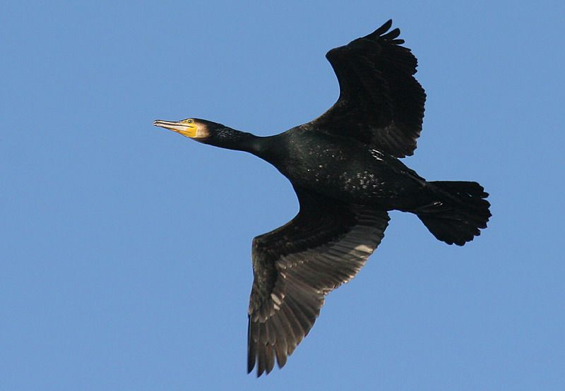 obrázek: Pojďte v sobotu s ochránci přírody na vycházku k Berounce 