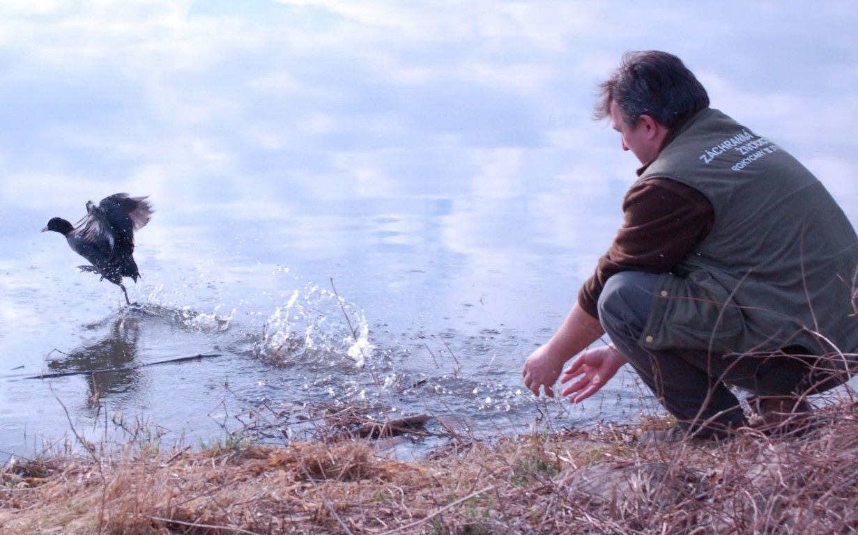 obrázek: Ptačí návrat v kraji je v plném proudu 
