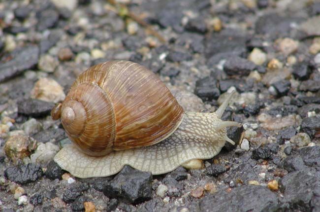 obrázek: Zahrádkáře v Plzeňském kraji trápí slimáci